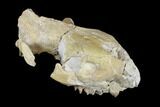 Oreodont (Merycoidodon) Partial Skull - Wyoming #113032-6